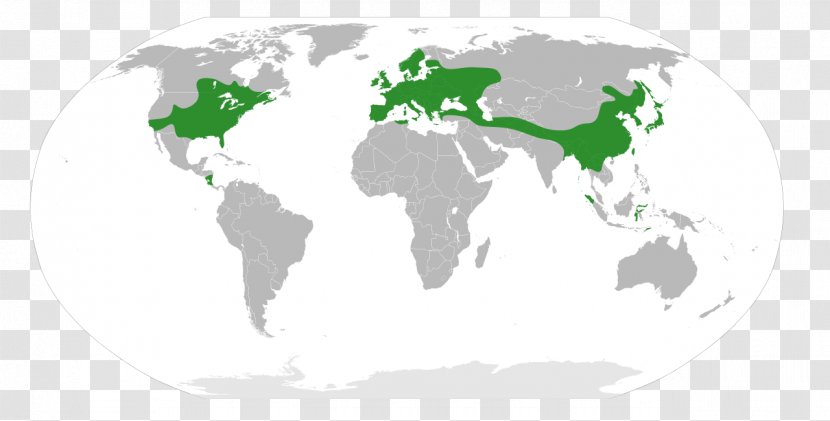 World Map Globe Wall Decal - Area - Northern Goshawk Transparent PNG