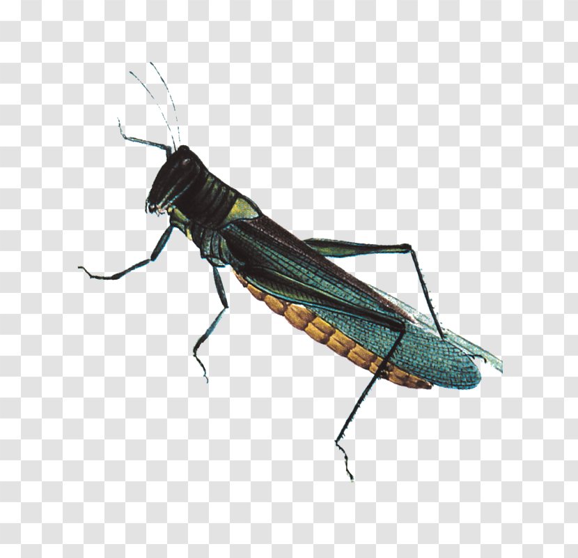 Insect Grasshopper U4e94u9b3cu7528u4e8b Euclidean Vector - Fly - Decorative Pattern,insect Transparent PNG