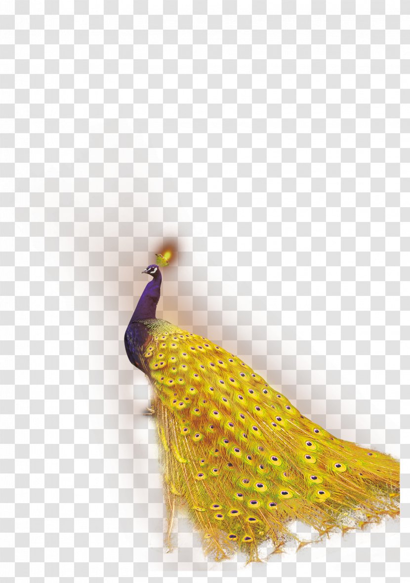 Bird Peafowl Feather Template - Dwg - Pretty Peacock Transparent PNG