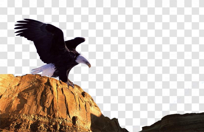 Tom Clancys H.A.W.X 2 Northern Goshawk Eagle - Bird Transparent PNG