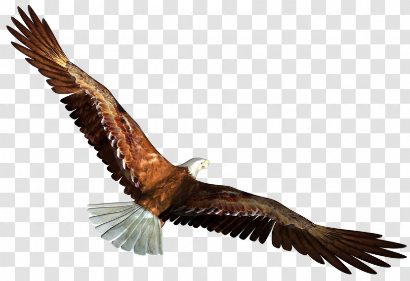 Bald Eagle Bird Clip Art - Gull Transparent PNG