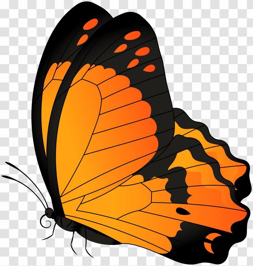 Monarch Butterfly Clip Art - Glasswing Transparent PNG