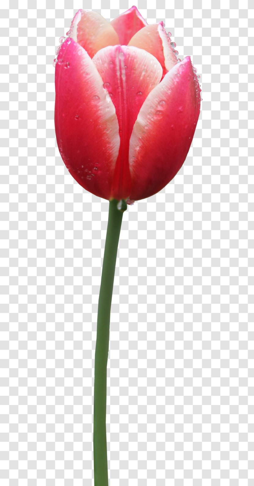 Tulip Clip Art - Bud - Image Transparent PNG