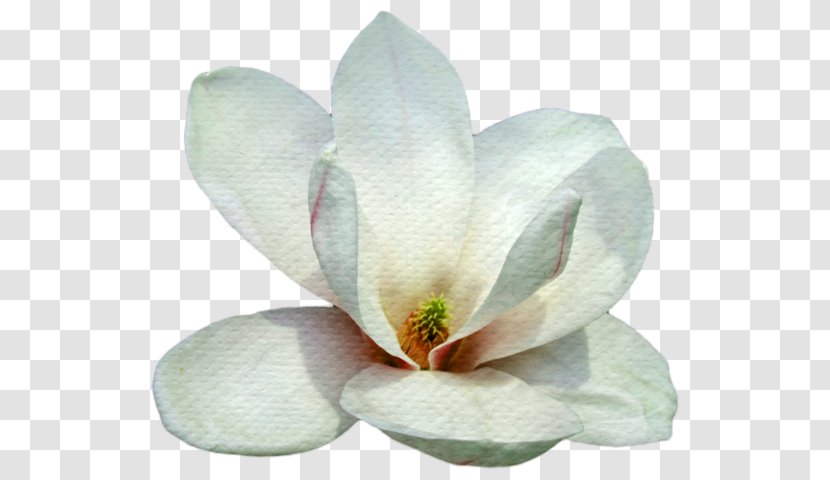 Petal Blogger Magnolia - Flowering Plant - Flower Transparent PNG