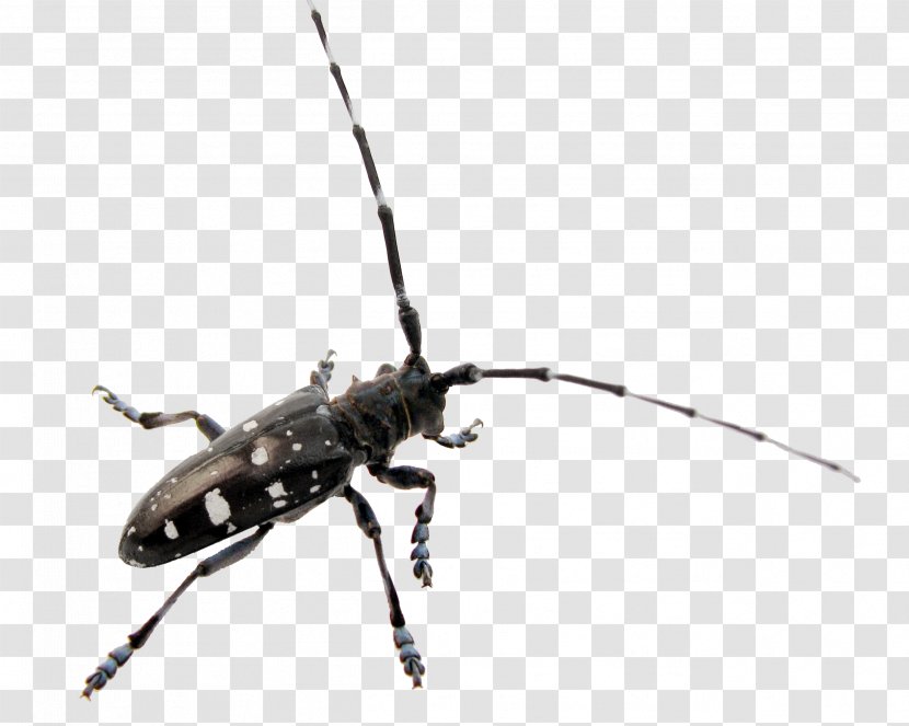 Longhorn Beetle Asian Long-horned Monochamus Scutellatus Coleoptera: Cerambycidae Transparent PNG