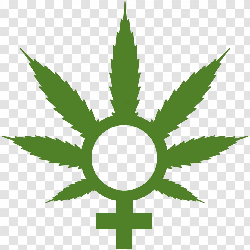 Medical Cannabis Cultivation Sativa - Drug - Looking Forward Transparent PNG