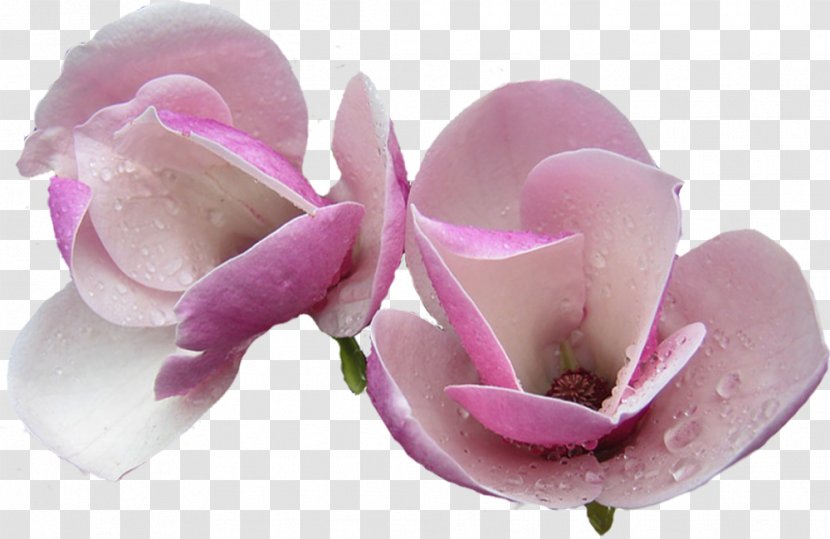 Flower Orchids - Plant - Magnolia Picture Material Transparent PNG