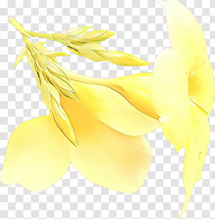 Feather - Yellow - Herbaceous Plant Transparent PNG