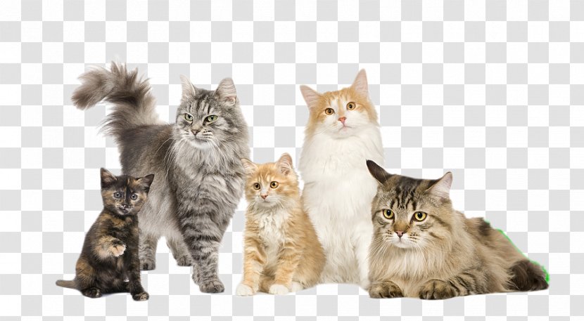 Persian Cat Kitten Food Selkirk Rex Dog - Breed - Catvet Transparent PNG