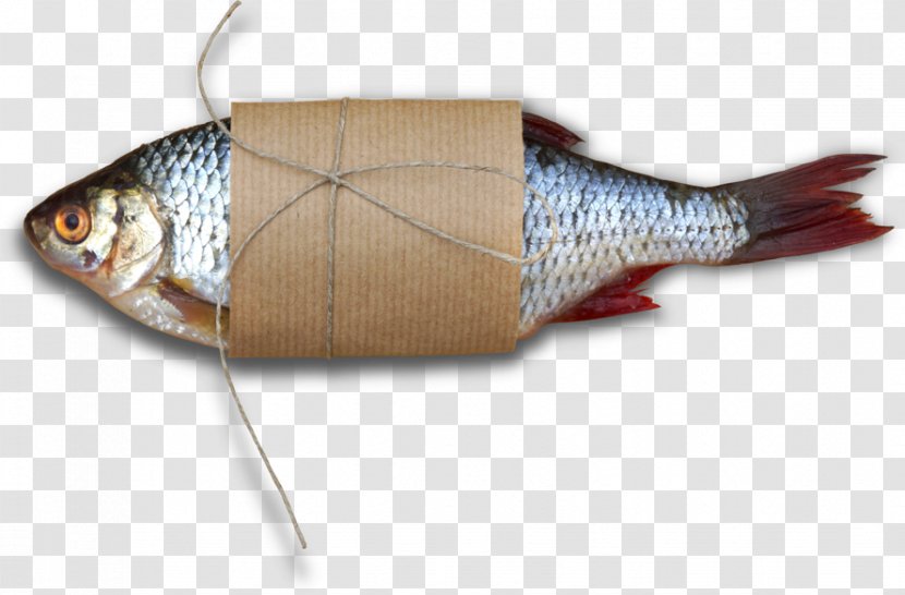 Diabetes Mellitus Herring Expert Perch Fish - Patient - Bant Transparent PNG