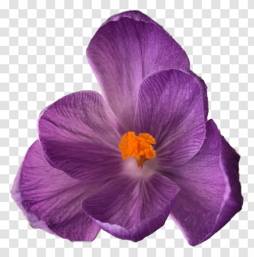 Crocus Pansy Flower Bouquet - Mallow Family Transparent PNG