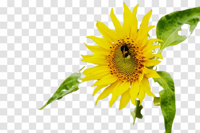 Sunflower - Flowering Plant - Wildflower Pollen Transparent PNG