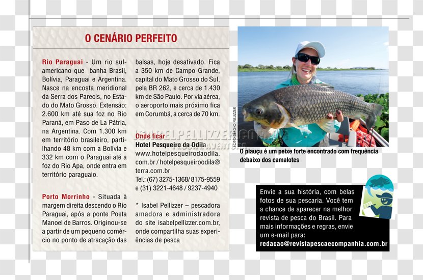 Fauna Advertising Text Messaging Fish - Peixe Pintado Criacao Transparent PNG