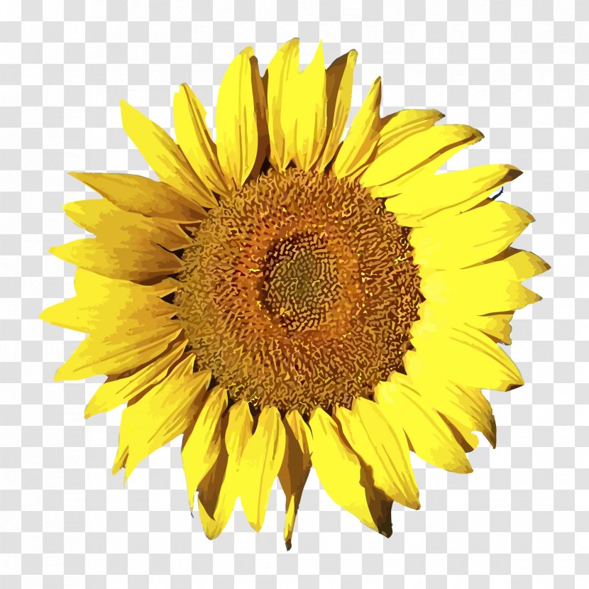 Free Content Common Sunflower Clip Art - Vector Sun Transparent PNG