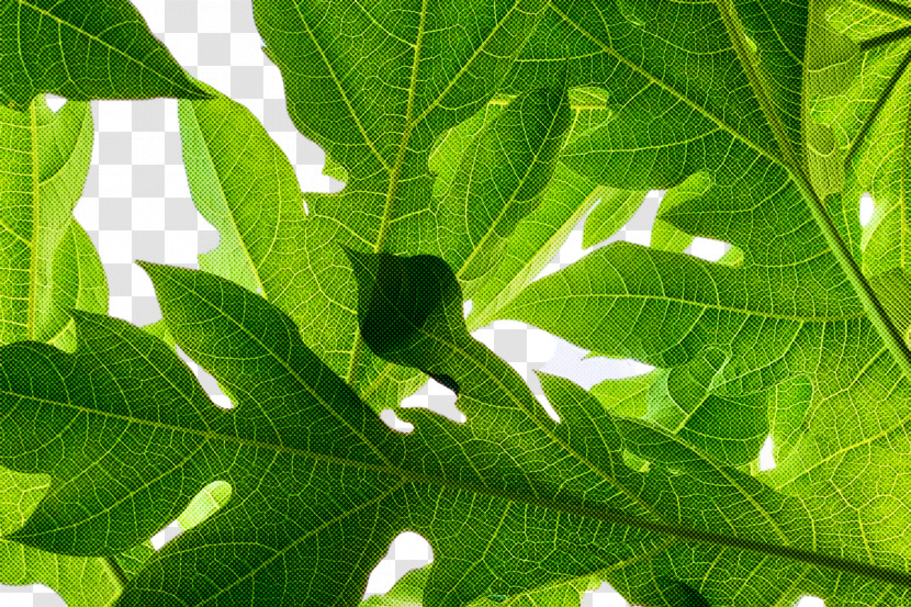 Leaf Tree Fruit Biology Plant Structure Transparent PNG