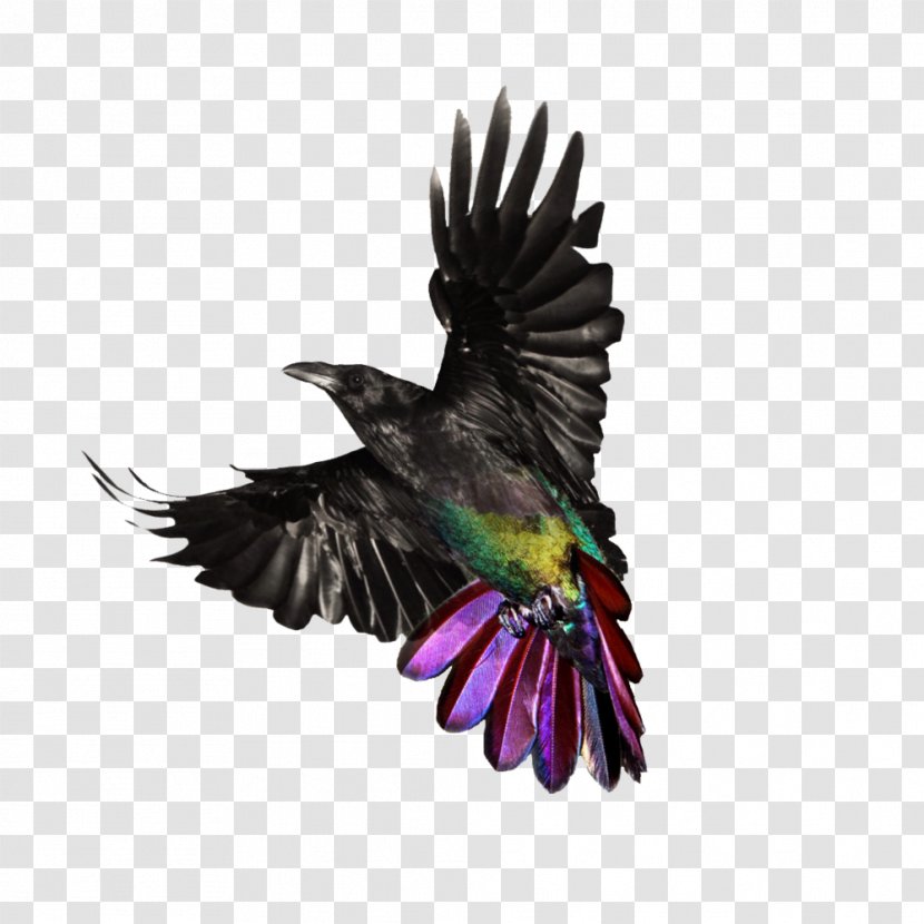 Author Loudspeaker Beak Toastmasters International Parrot - Bird Transparent PNG