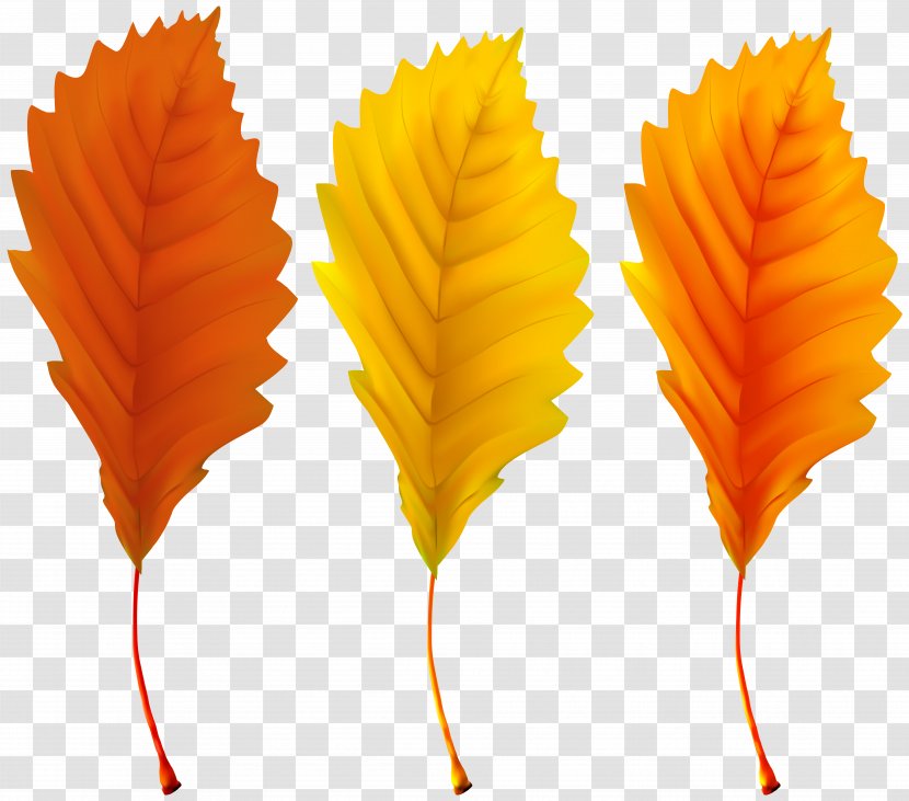 Autumn Leaf Color - Orange - Leaves Clip Art Image Transparent PNG