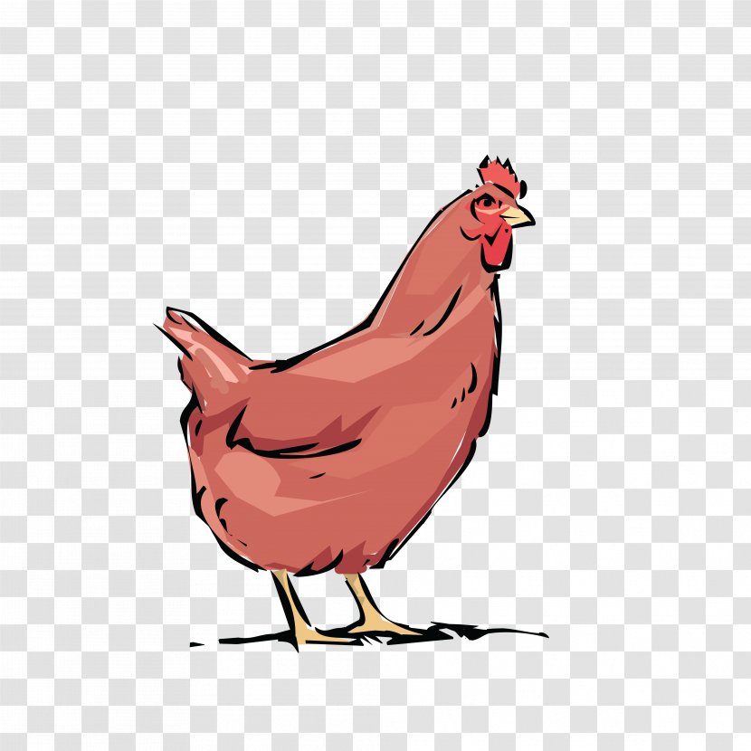 Chicken Rooster Poultry Farming Clip Art - Hen Transparent PNG