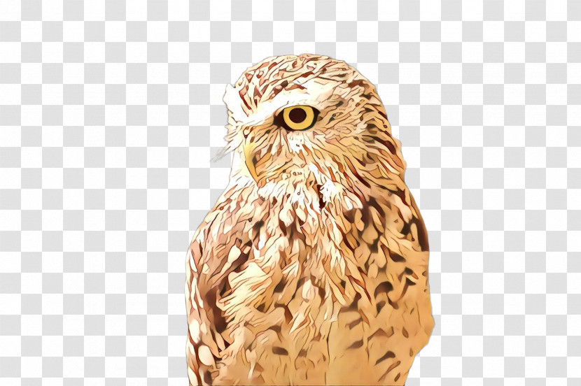 Owl Bird Bird Of Prey Beak Barn Owl Transparent PNG