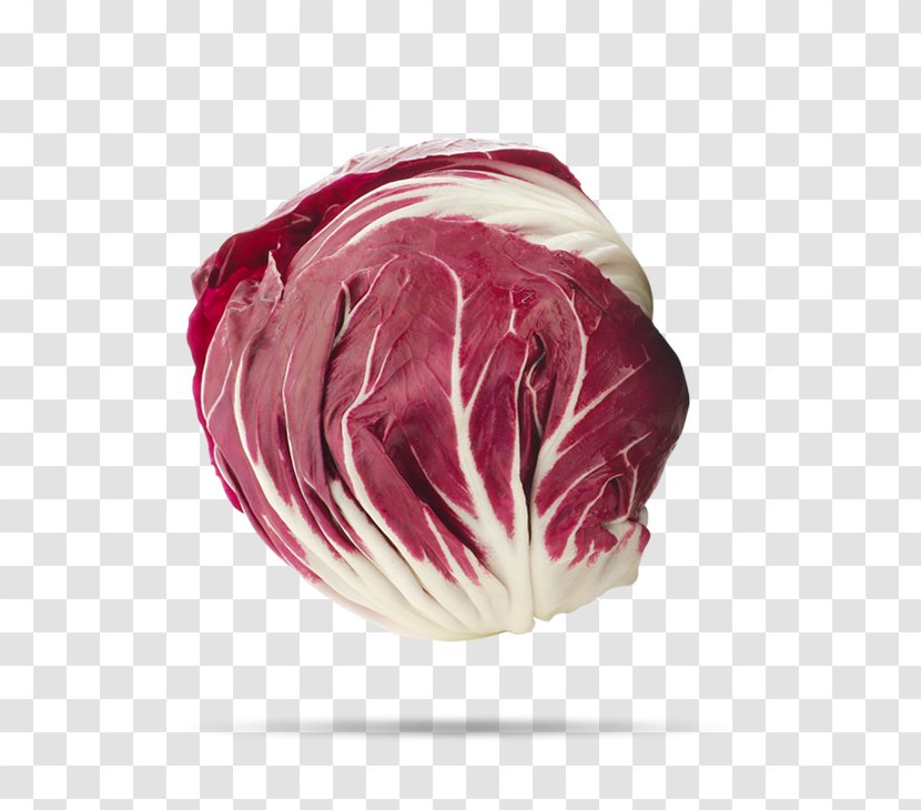 Radicchio Pink M - Primaflor Transparent PNG