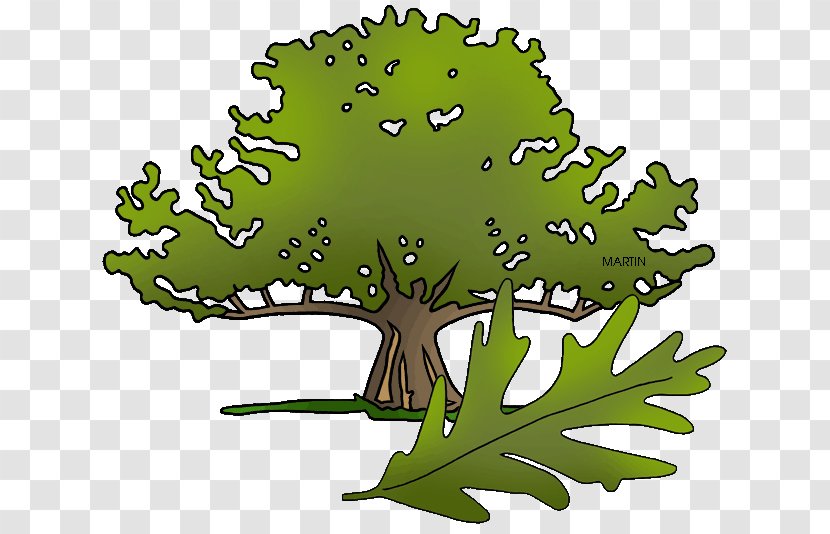 Connecticut Charter Oak State Tree Clip Art Transparent PNG