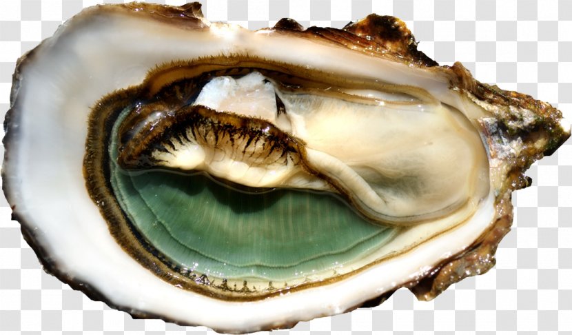 Galway International Oyster Festival Marennes-Oléron Clam Mussel - Concilio Dell'ombra Transparent PNG