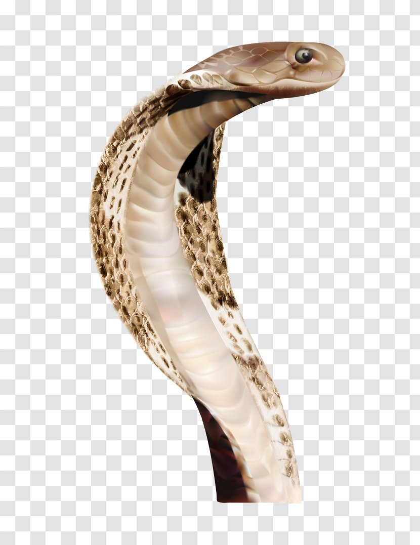 Snake Clip Art - Indian Cobra - Image Picture Download Free Transparent PNG