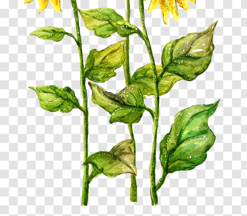 Common Sunflower Drawing Painting - Plant Transparent PNG