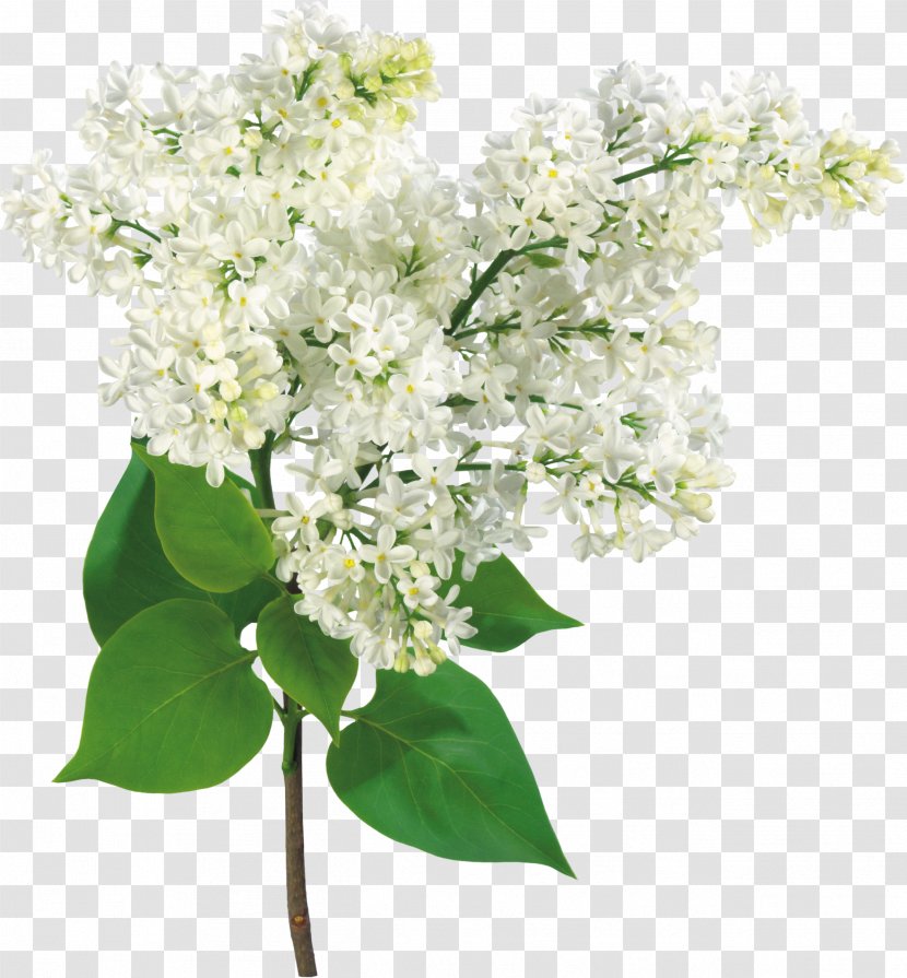 Common Lilac Branch Light Shrub - Floral Pattern Flowers Background Material Transparent PNG