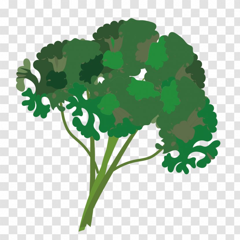 Leaf Vegetable Parsley Herb - Green Transparent PNG