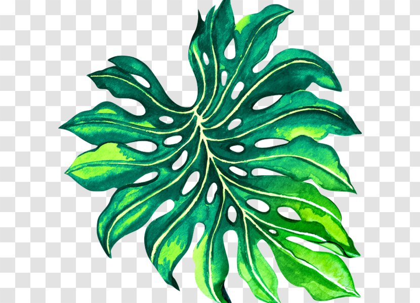 Leaf Plant Stem Flower YouTube Tree Transparent PNG