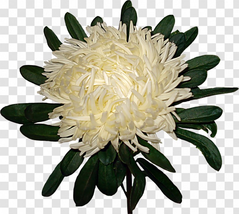 Saint Petersburg Chrysanthemum Flower Garden Roses Transvaal Daisy Transparent PNG
