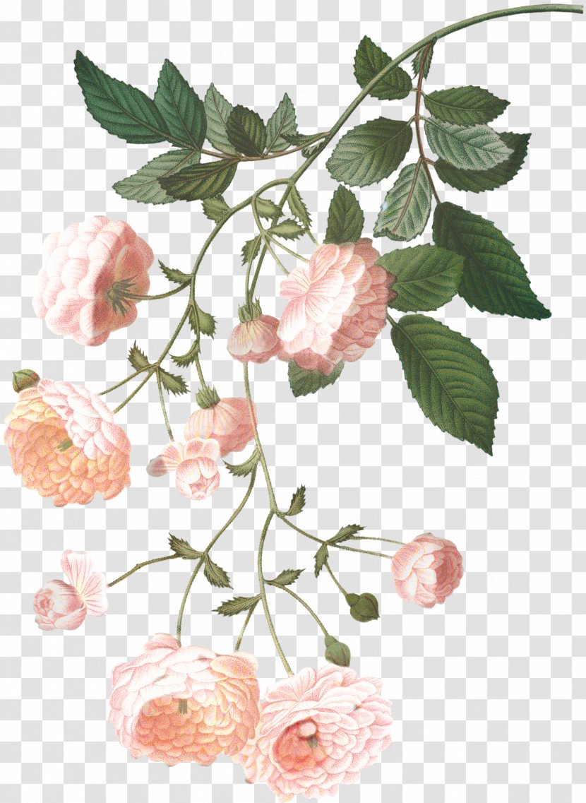Family Tree Drawing - Plant - Rosa Wichuraiana Stem Transparent PNG