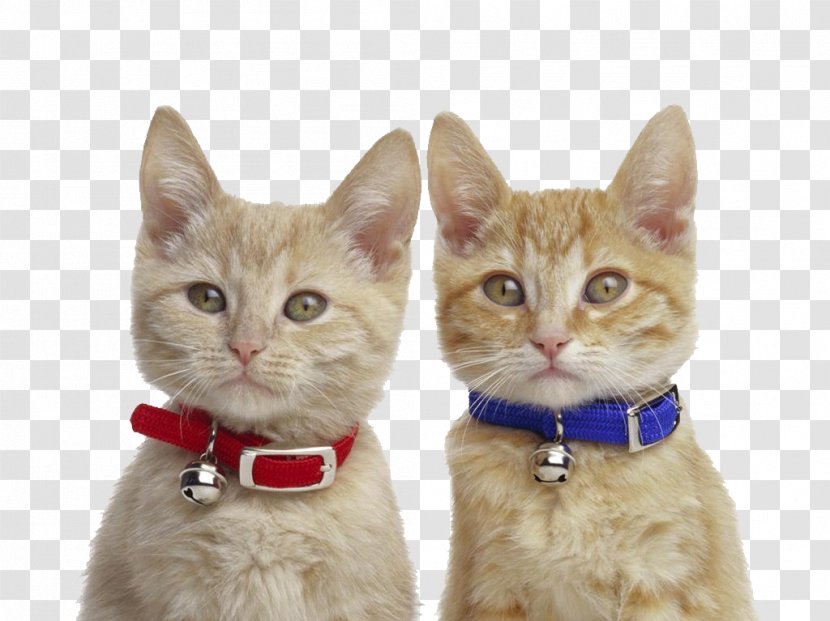 Cat Kitten Dog Horse Pet - With Bells Transparent PNG