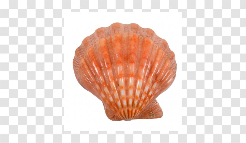 Oyster Seashell Scallop Clam Mollusc Shell Transparent PNG
