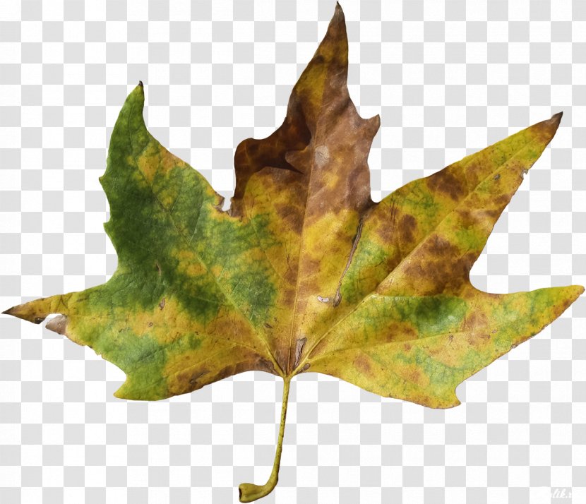 Maple Leaf RAR Clip Art - Plant - Leaves Transparent PNG