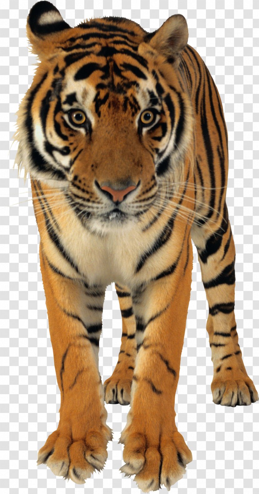 Bengal Tiger Lion White - Face Transparent PNG