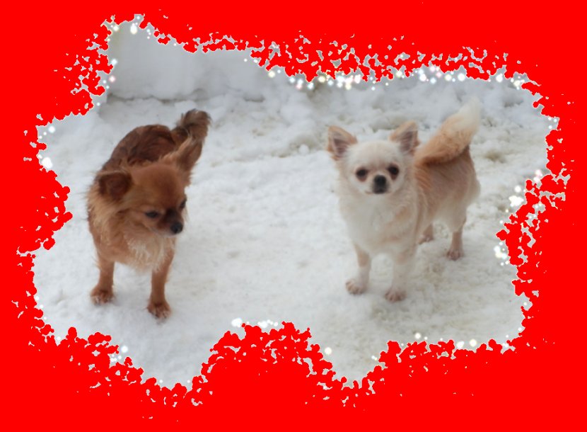 Chihuahua Pomeranian Puppy Dog Breed Companion - Snout Transparent PNG