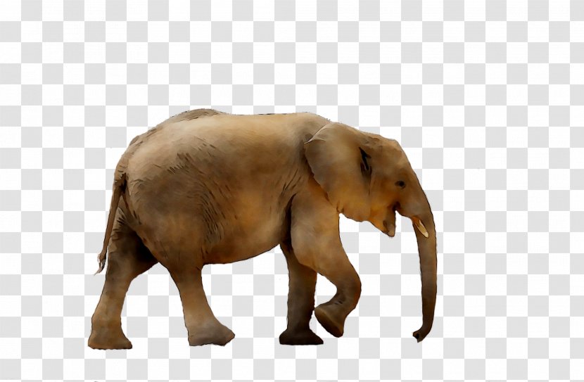Stock.xchng Stock Photography Image Indian Elephant - Animal Figure Transparent PNG