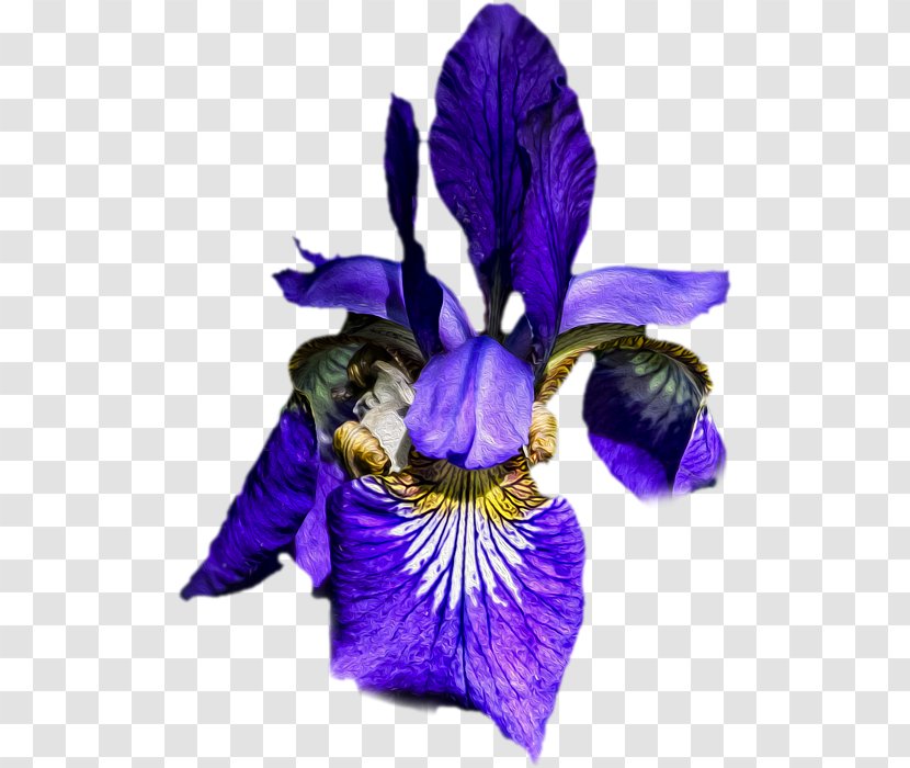 Cut Flowers Petal - Iris Versicolor Transparent PNG