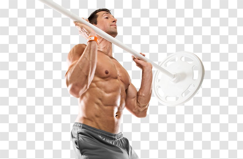 Muscle Hypertrophy Lean Body Mass Exercise Training - Tree - Bodybuilding Transparent PNG