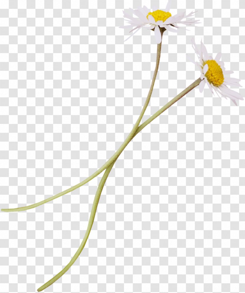 Flower - Daisy Family - Spring Transparent PNG