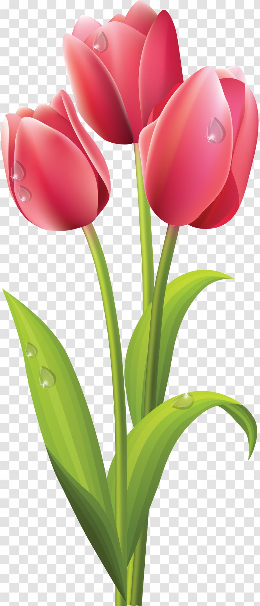Tulip Flower Bouquet Clip Art - Free Transparent PNG