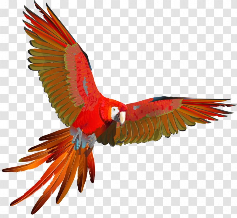Scarlet Macaw Parrot Red-and-green Blue-and-yellow - Macaws Transparent PNG