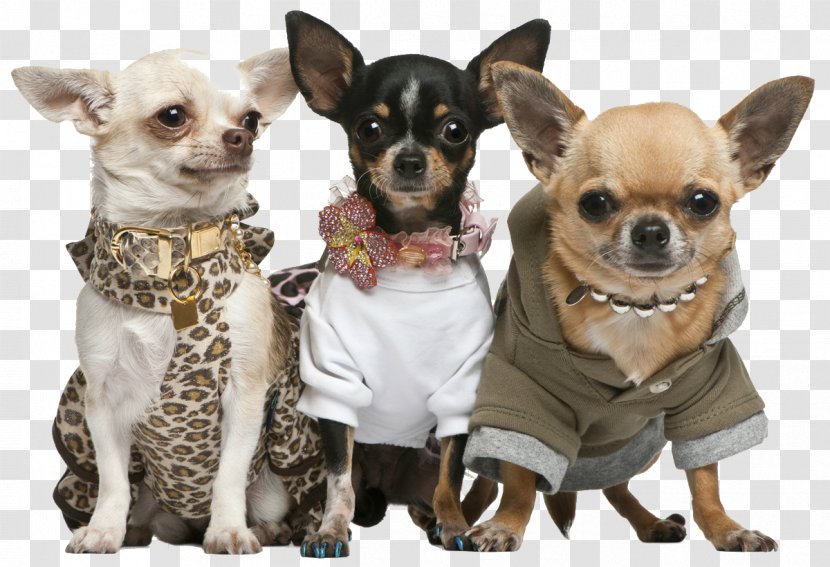 Chihuahua Puppy Rat Terrier Dog Breed - Conformation Show Transparent PNG