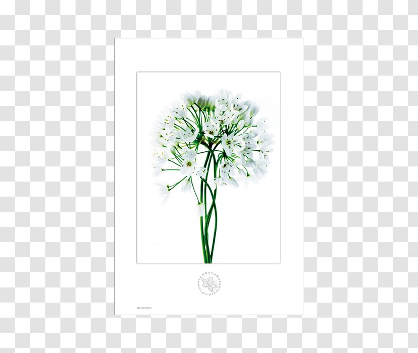 Medicinal Plants Pianta Officinale Botany Garlic - Floral Design - Botanical Flowers Transparent PNG