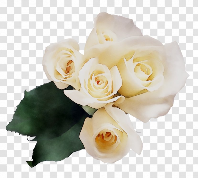 Garden Roses Cabbage Rose Floribunda Floral Design Cut Flowers - Order - Child Transparent PNG