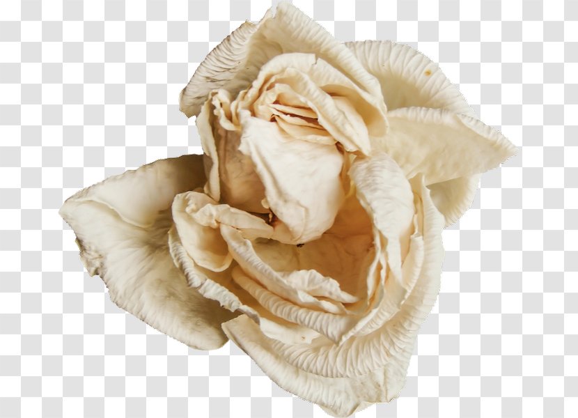 Rose Family Beige Transparent PNG