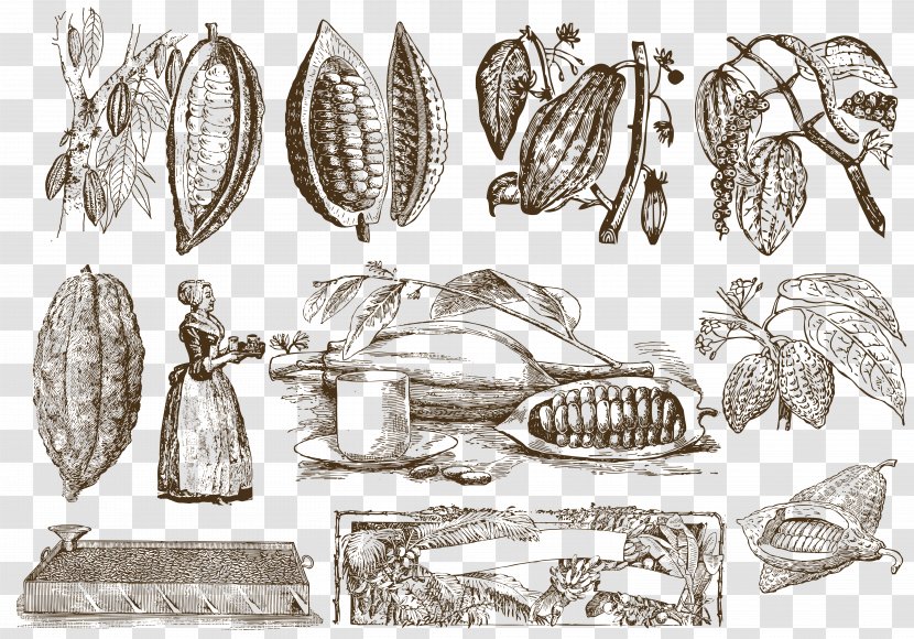 Coffee Drawing Cocoa Bean - Food - The Origin Of Beans Transparent PNG