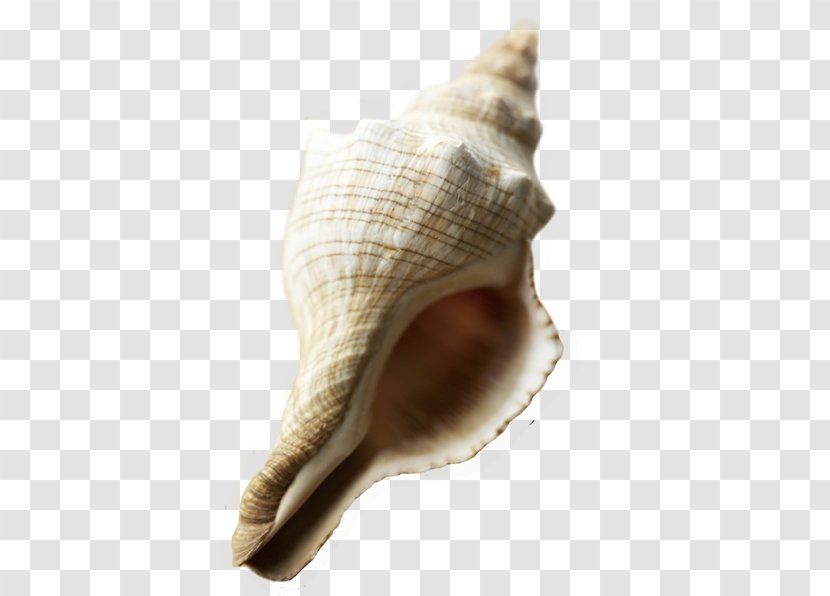 Sea Snail Beach Conch - Seashell - Tilt Transparent PNG